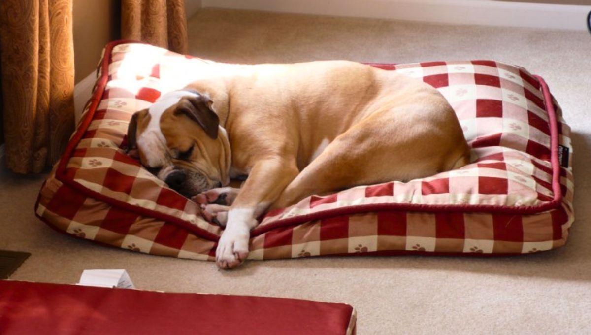 Tu mascota puede contraer pulgas y garrapatas a través de su cama