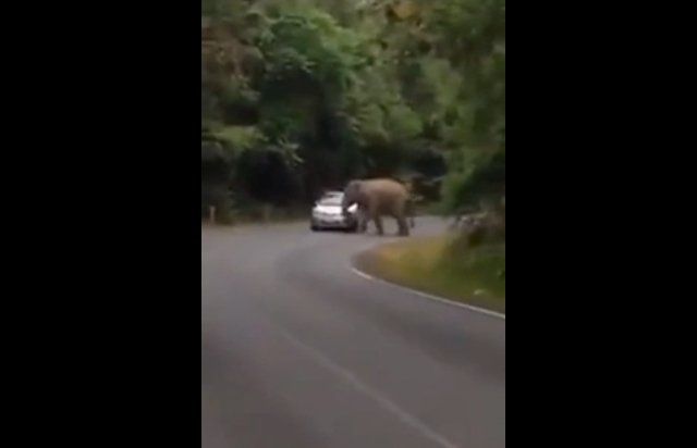 Video: un elefante en celo atacó a una familia en Tailandia