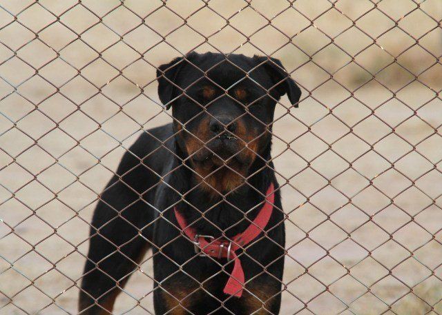 Los perros peligrosos, otra vez en el centro del debate.