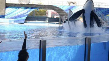 Una ballena encallada fue recatada por SeaWorld
