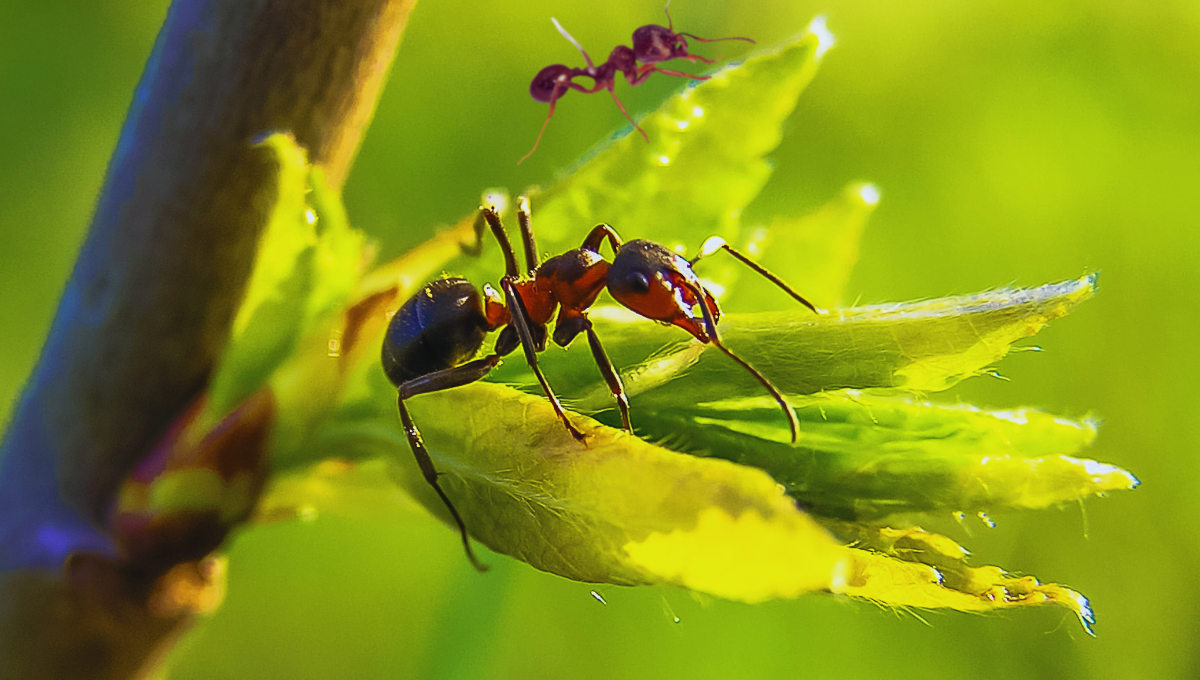 Para qué sirven las hormigas