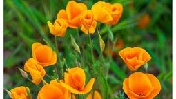 Cultiva tu propia amapola de California en tu jardín.