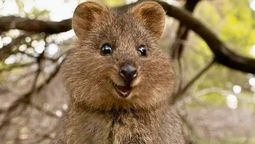 El animal más feliz es uno de los más solitarios: su especie puede reprogramar su reproducción según el ambiente El animal más feliz es uno de los más solitarios: su especie puede reprogramar su reproducción según el ambiente