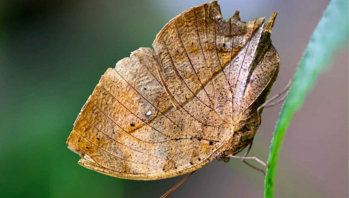 La especie de mariposa que imita a una hoja seca y el camuflaje es su disfraz perfecto