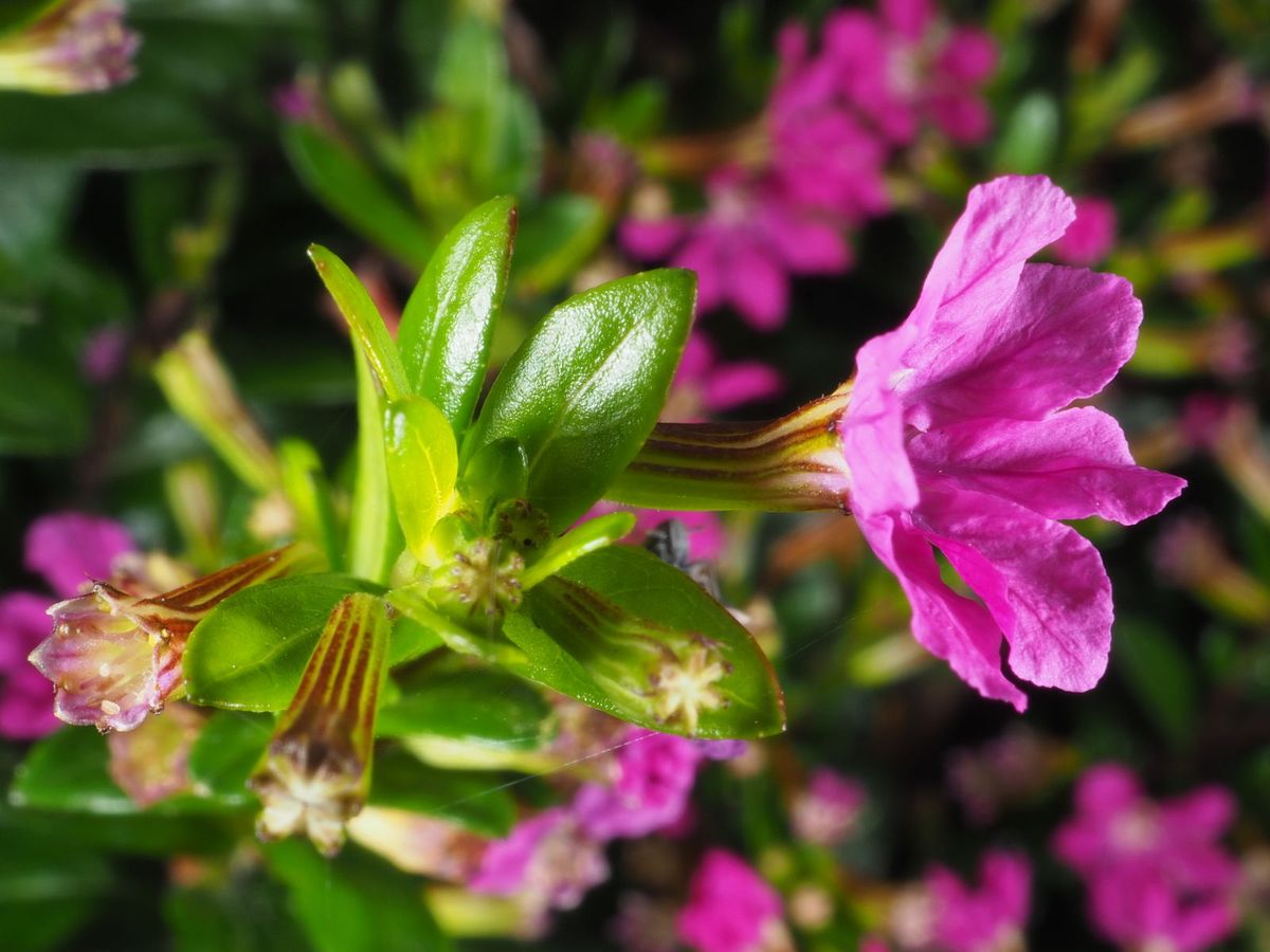 Ni buganvillas ni petunias: la planta arbustiva que florece los 365 días del año y es un encanto