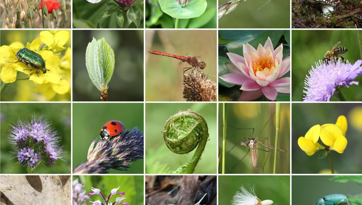 Día Internacional de la Diversidad Biológica Día Internacional de la Diversidad Biológica