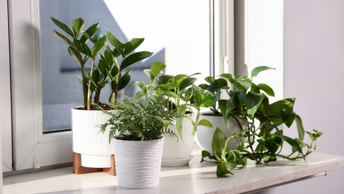 Cómo crear una barrera natural con plantas y alejar a las chinches de la cama