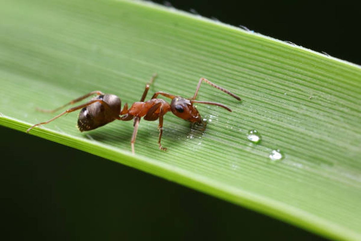 Las hormigas podrían ser parte de los insectos a consumir en el mediano plazo. Las hormigas podrían ser parte de los insectos a consumir en el mediano plazo.