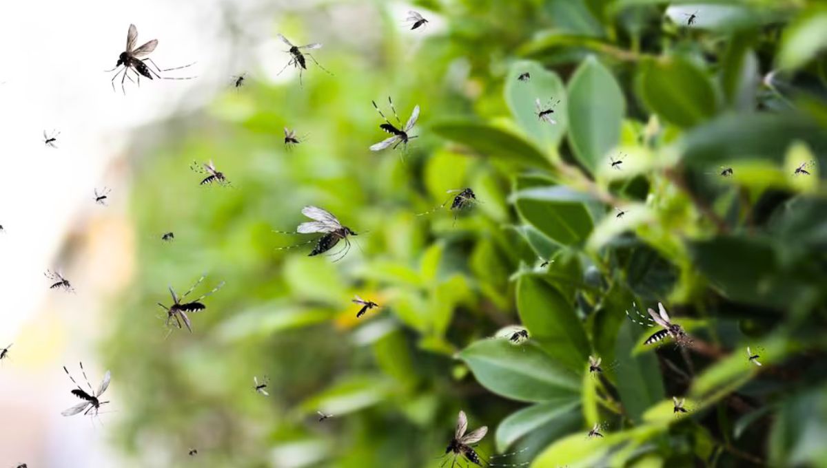 Los mosquitos pueden arribar a tu hogar por diferentes causas