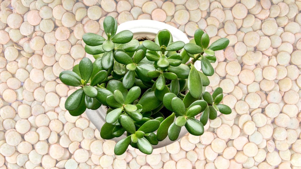 Qué sucede si le colocas lentejas a tu árbol de Jade