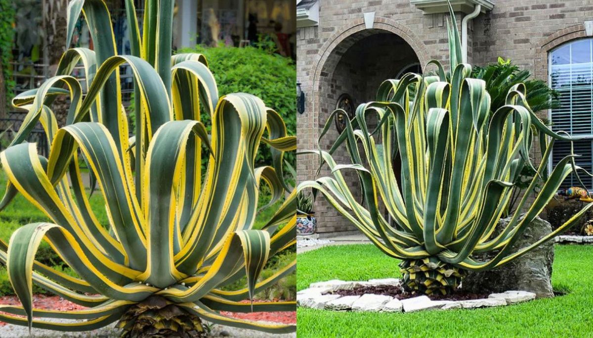 El Agave americana se puede cultivar en maceta o directo en el sustrato, siendo una excelente opción para patios o terrazas. El Agave americana se puede cultivar en maceta o directo en el sustrato, siendo una excelente opción para patios o terrazas.