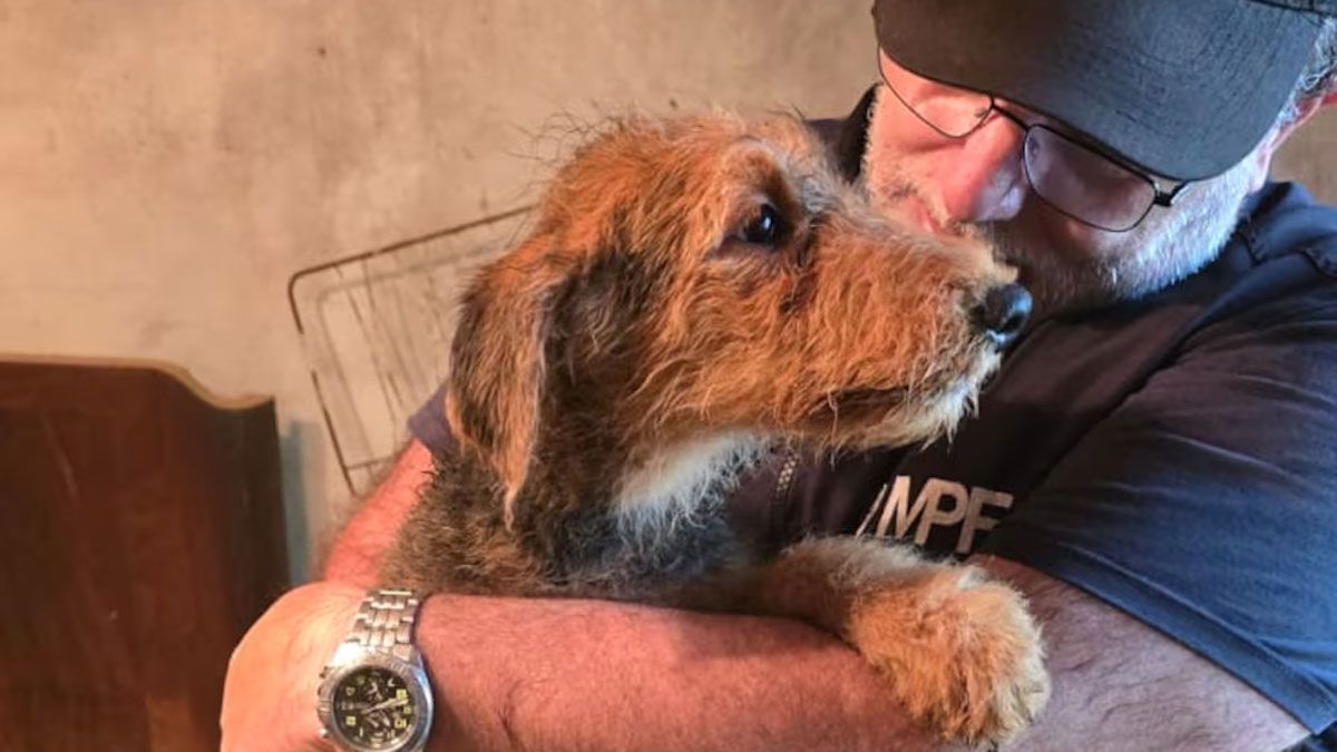 El cannabis medicinal ya se aplicaba para algunas patologías en animales, pero ahora le dieron un marco legal. El cannabis medicinal ya se aplicaba para algunas patologías en animales, pero ahora le dieron un marco legal.