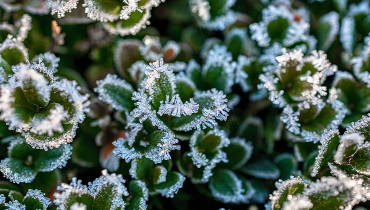 Las plantas en invierno requieren de otros cuidados y precauciones. Las plantas en invierno requieren de otros cuidados y precauciones.