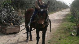 La Policía estuvo dos horas buscando una mula que es mascota de una familia
