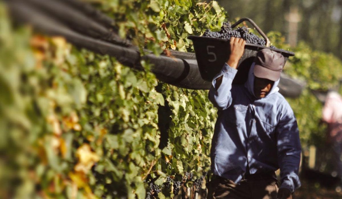 Mendoza y San Juan acordaron diversificar el 17% para mosto, uva fresca y exportación.
