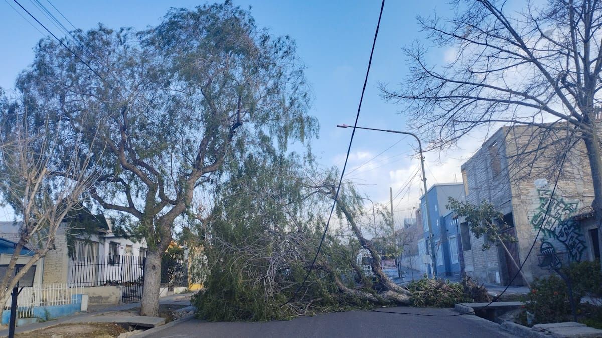 La caída de árboles genera peligros directos, como aplastamientos; e indirectos, como el corte de cables eléctricos o de comunicación. La caída de árboles genera peligros directos, como aplastamientos; e indirectos, como el corte de cables eléctricos o de comunicación.