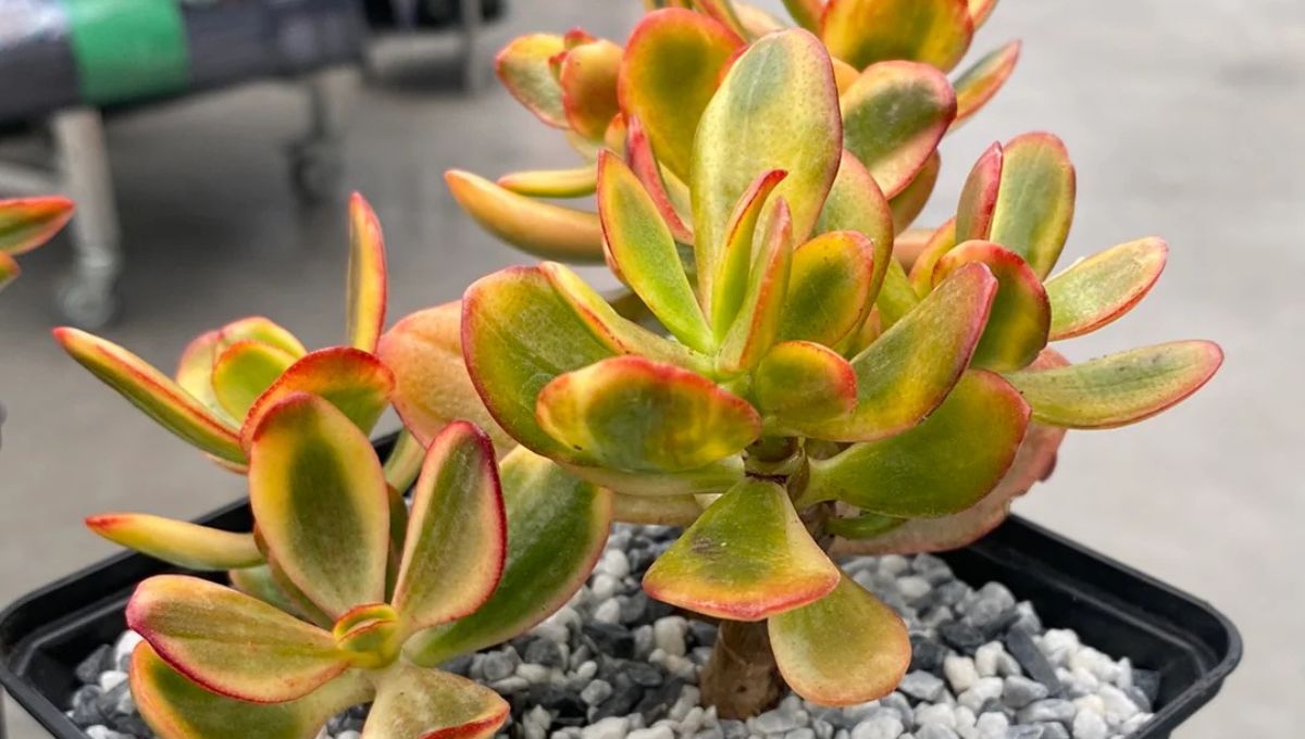 Cómo y por qué podar el árbol de jade en primavera Cómo y por qué podar el árbol de jade en primavera