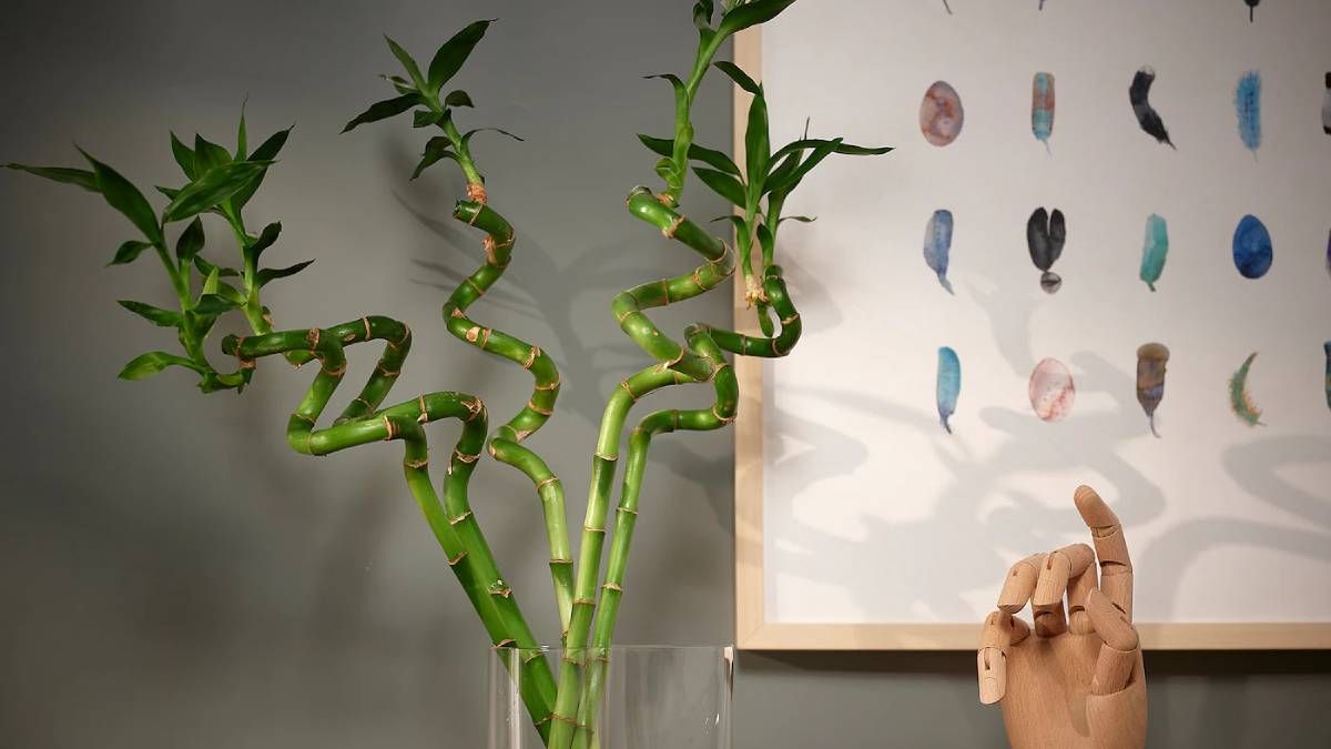 Bambú de la suerte, la planta para atraer abundancia financiera en tu negocio según el Feng Shui