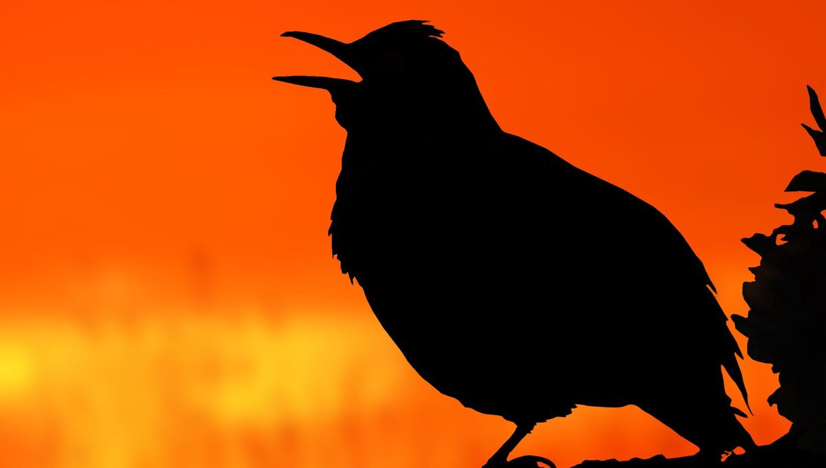 Su canto anuncia el amanecer: cuál es el pájaro que te despierta cada mañana con su silbido