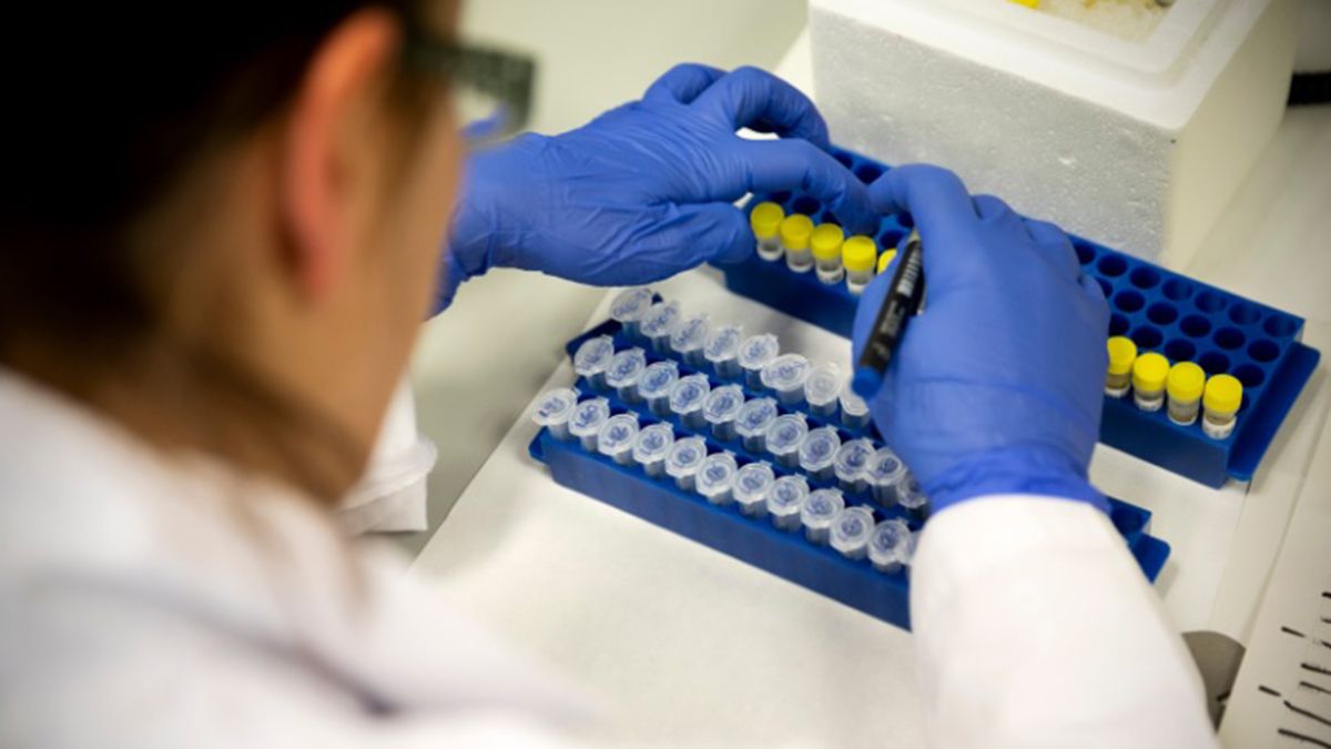 Alzheimer: científicos experimentaron una intervención en modelos animales y detectó mejoras en la memoria.