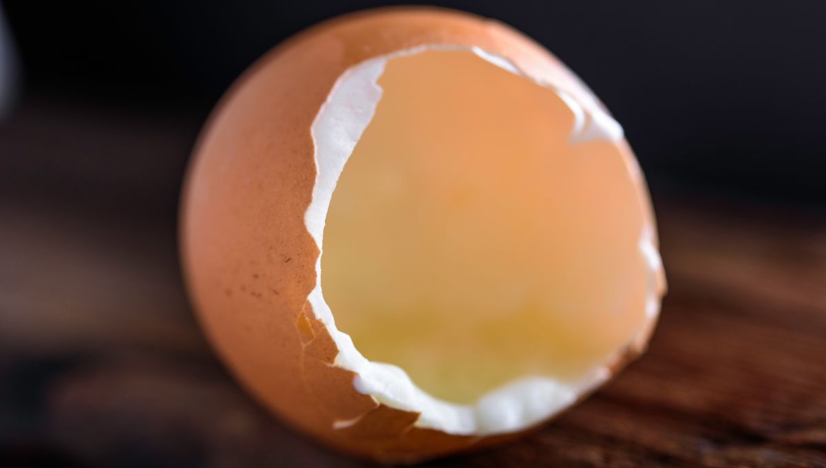 Cáscara de huevo. Cáscara de huevo. 