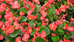 Las begonias son plantas de tamaño pequeño.