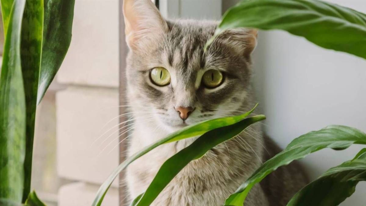 Para que tus mascotas estén seguras y puedas tener plantas de interior en casa, conoce estas opciones no tóxicas. Para que tus mascotas estén seguras y puedas tener plantas de interior en casa, conoce estas opciones no tóxicas.