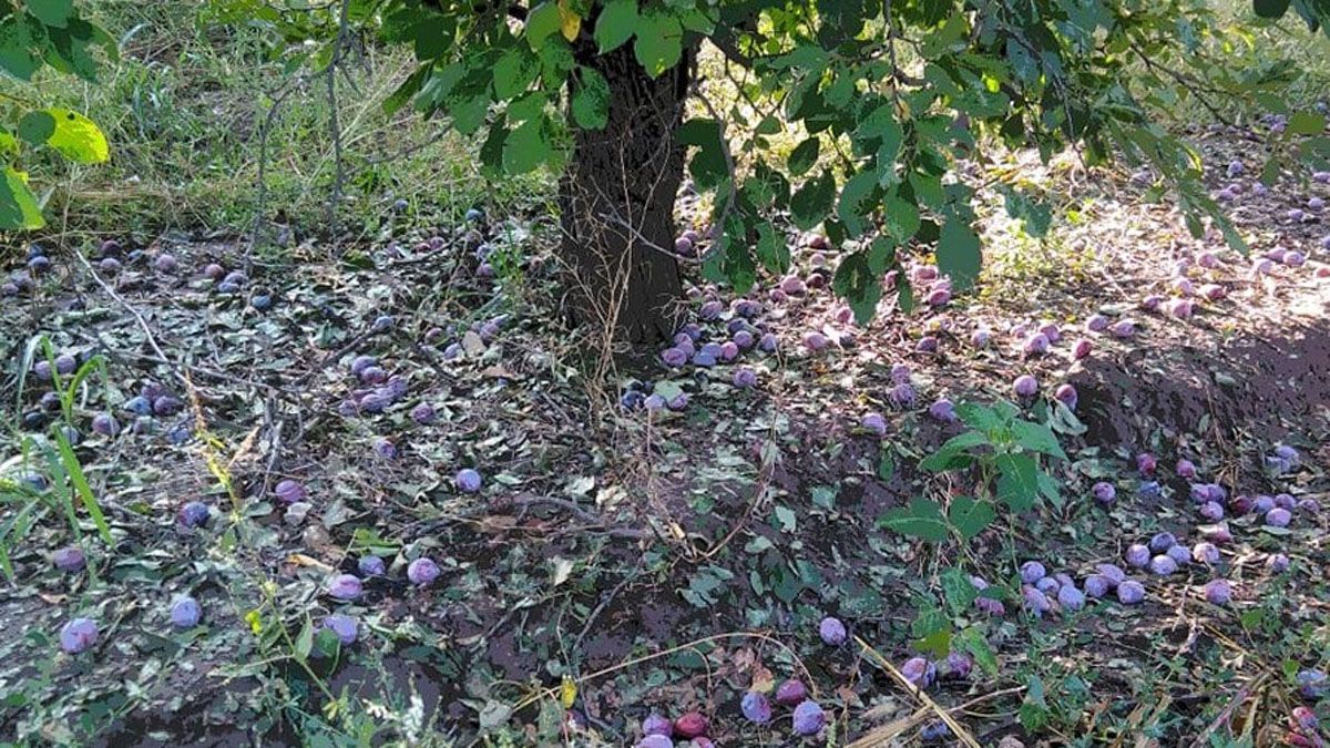 Producción de ciruela perdida por fenómenos climáticos en el Valle de Uco. Producción de ciruela perdida por fenómenos climáticos en el Valle de Uco.