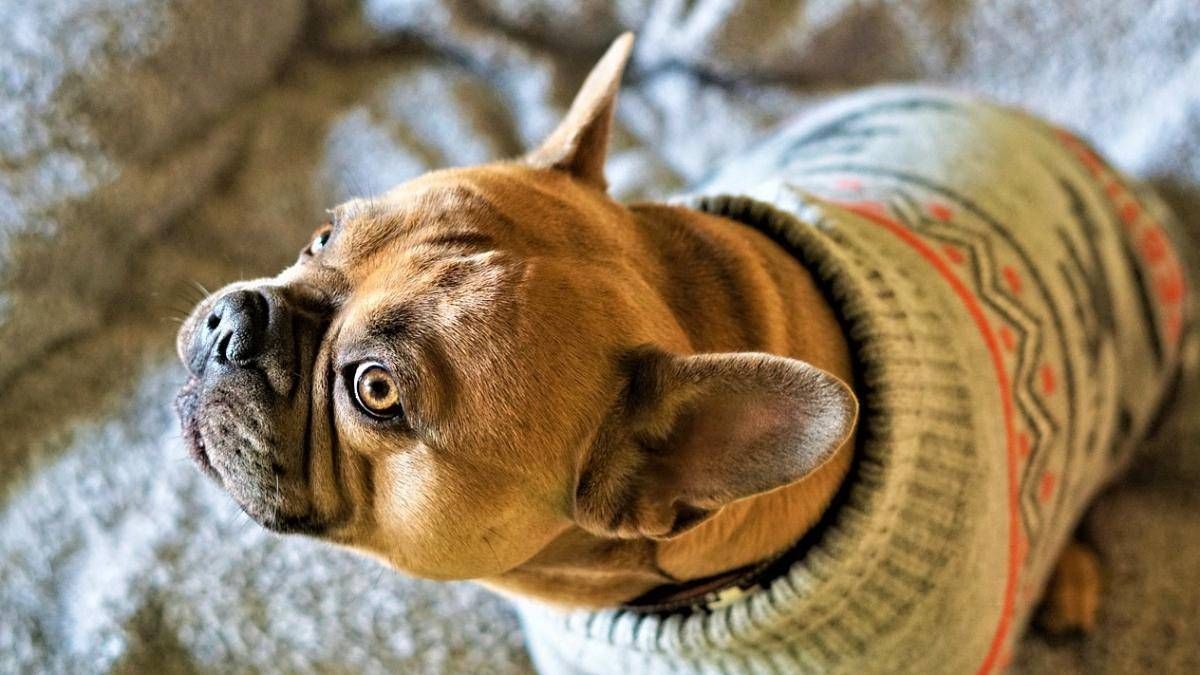 Es bueno o malo ponerle ropa a los perros en invierno.