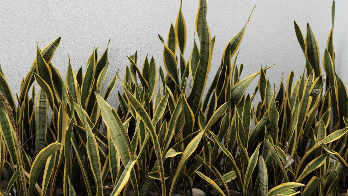 Truco para que la sansevieria crezca.&nbsp;