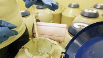 Quieren modificar genes de embriones humanos