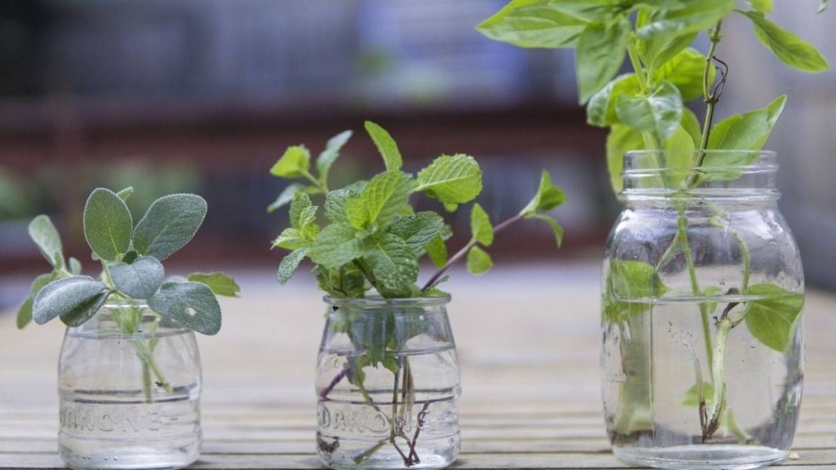 6 plantas aromáticas ideales para cultivar en agua