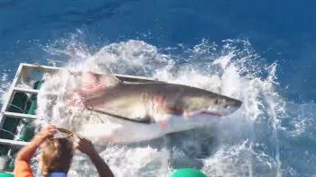 Un tiburón se metió en una jaula donde había un buzo