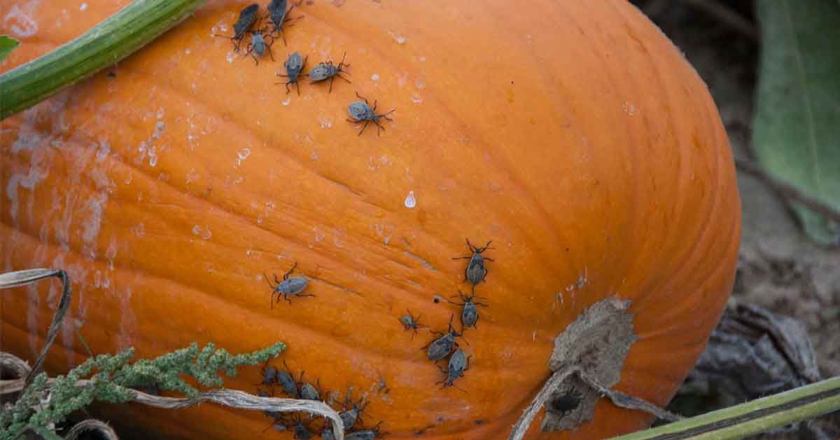 Cómo notar si una calabaza está en mal estado. Cómo notar si una calabaza está en mal estado.