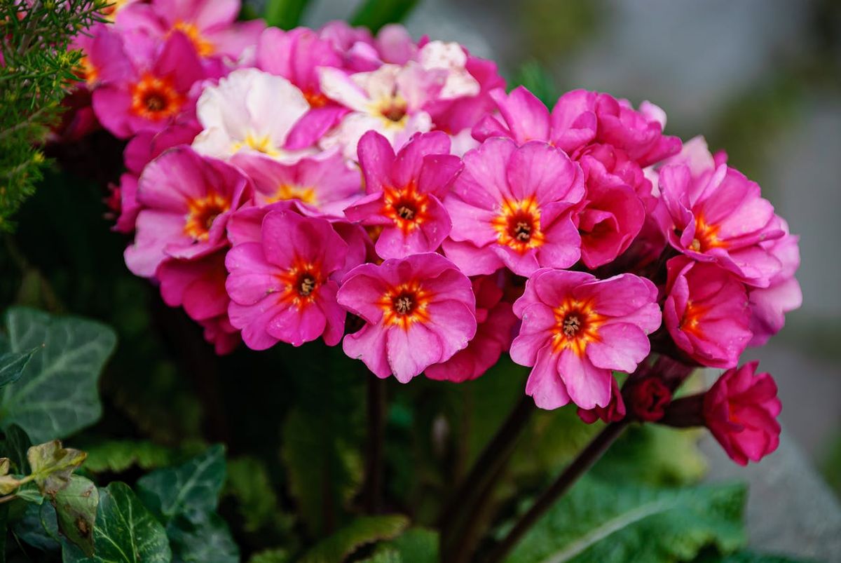 Tres plantas que florecen en invierno. Imagen: Pexels.