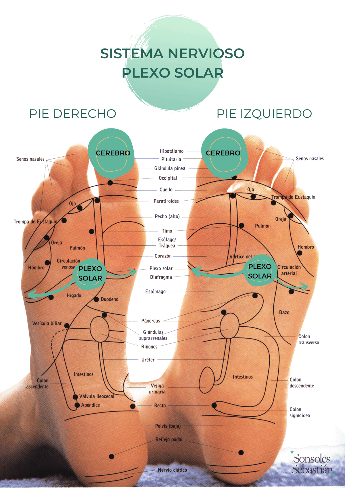 Los masajes se realizan principalmente en los pies, aunque también pueden aplicarse en manos, cráneo y orejas. Los masajes se realizan principalmente en los pies, aunque también pueden aplicarse en manos, cráneo y orejas.