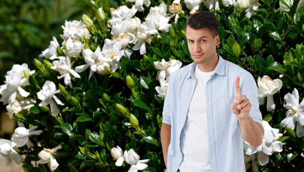 No es el jazmín, estas son las flores que trae buena suerte y felicidad