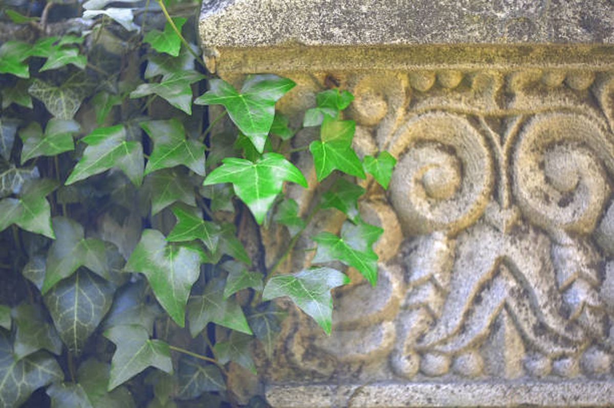 Evitá tener una hiedra en el jardín. Evitá tener una hiedra en el jardín.