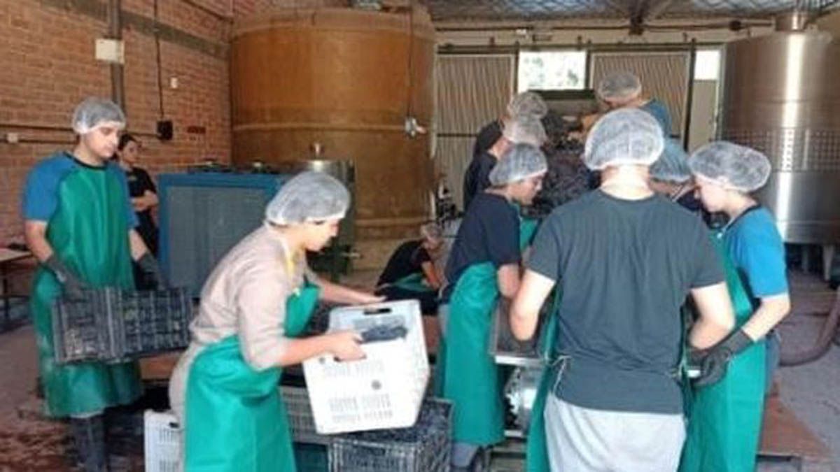 Estudiantes de la escuela Iaccarini, en plena tarea.