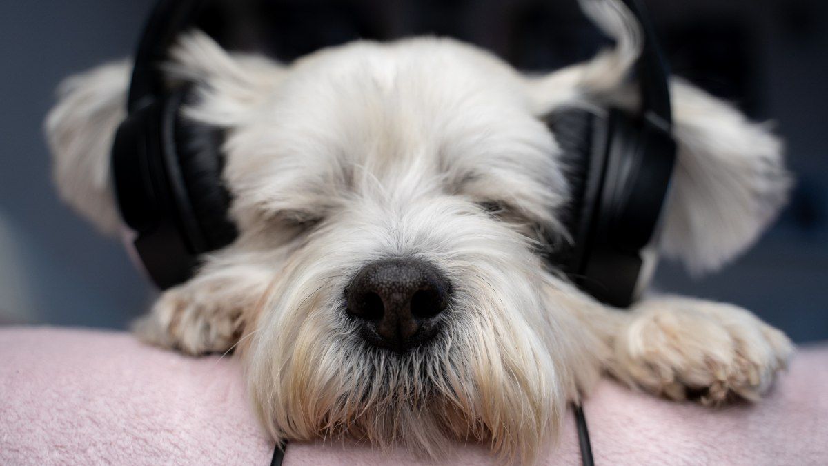 Al escuchar m&uacute;sica suave o sonidos r&iacute;tmicos, las ondas cerebrales de ambos, humano y animal, comienzan a oscilar en la misma frecuencia.