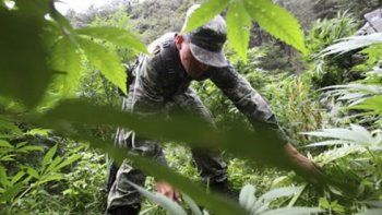 El ejército italiano producirá marihuana para uso médico