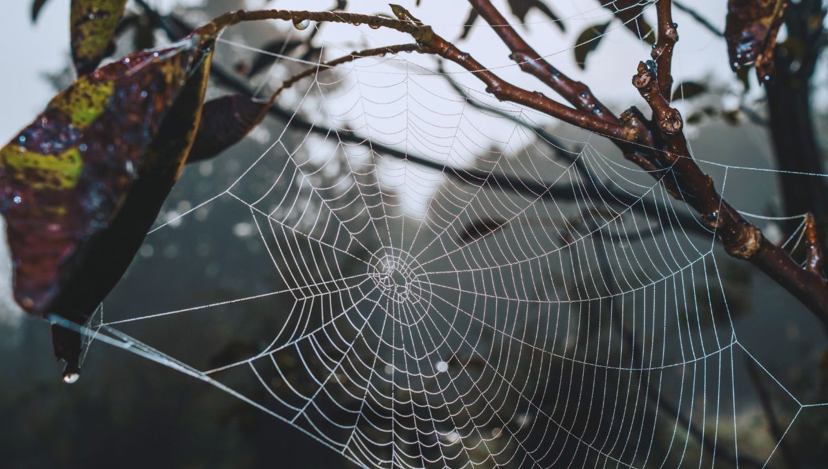 Qué significa que una araña elija tu hogar para hacer telarañas