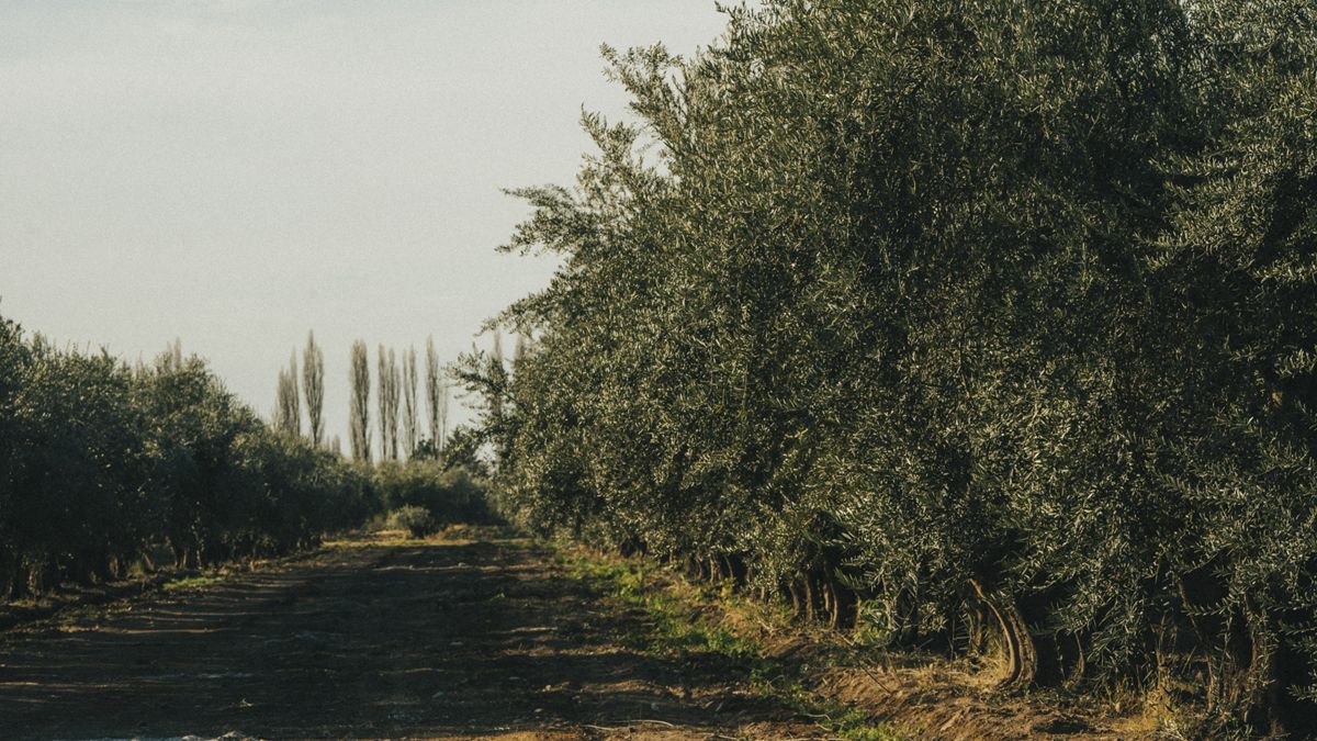 La olivícola de la familia Millán quedó como la mejor del mundo por su aceite de oliva