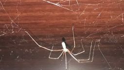 Si ves una araña patona en algún rincón de tu casa, te contamos qué significa según el Feng Shui Si ves una araña patona en algún rincón de tu casa, te contamos qué significa según el Feng Shui