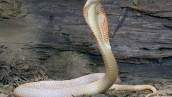 Una cobra albina provocó pánico en un barrio de California