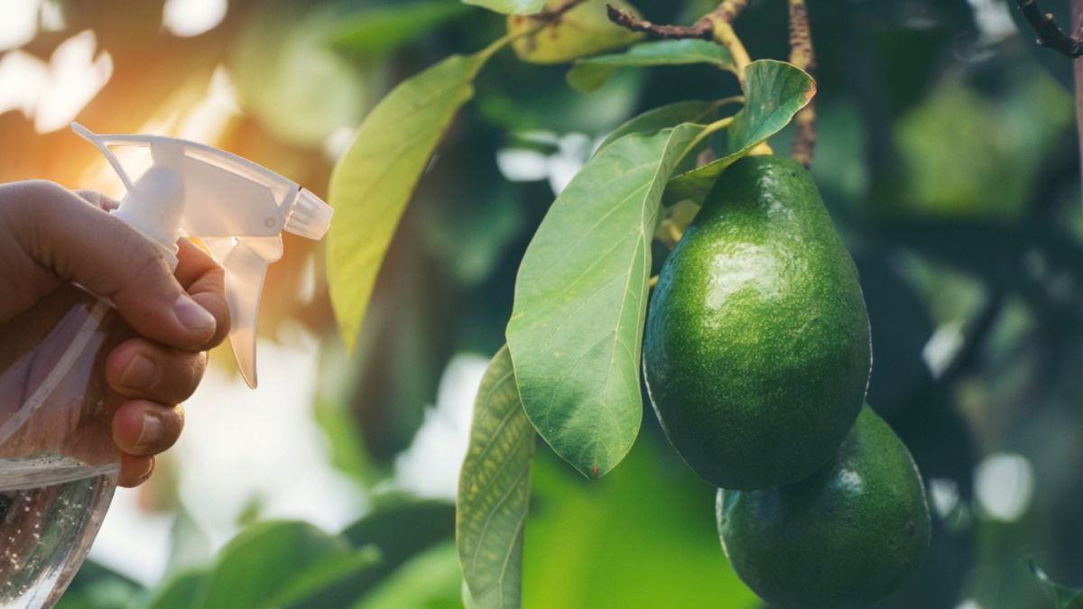 Es fundamental poner en práctica estos métodos para ponerle fin a las enfermedades de la planta. Es fundamental poner en práctica estos métodos para ponerle fin a las enfermedades de la planta.