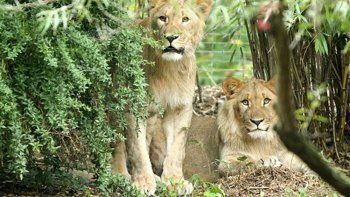 Piden investigar el sacrificio de un león en un zoológico alemán