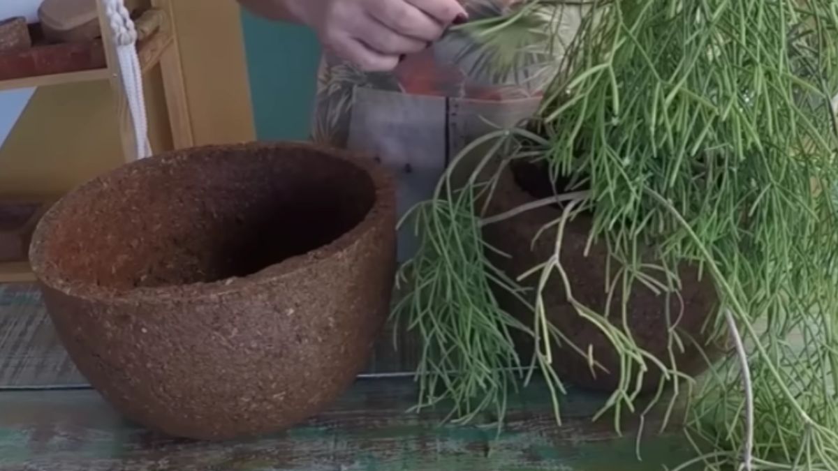 Creá una hermosa maceta en pocos pasos. Creá una hermosa maceta en pocos pasos.