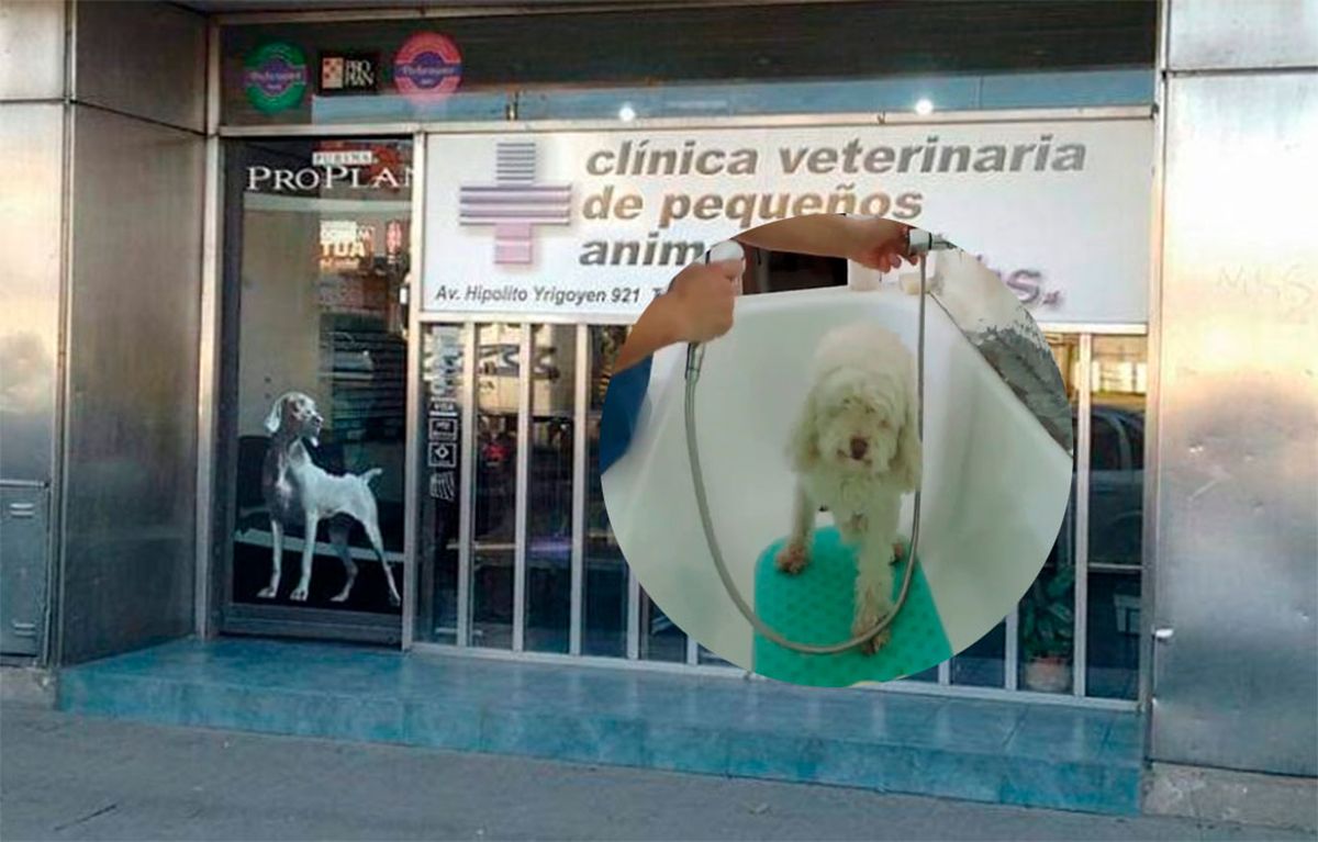 Un veterinario fue atacado a golpes por una pareja porque su caniche murió por una herida sufrida cuando le cortaron el pelo.