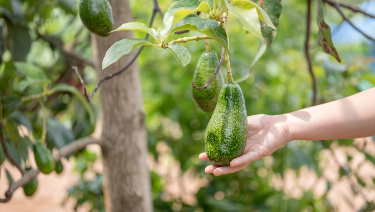 Los trucos caseros para cuidar el árbol de palta del frío 